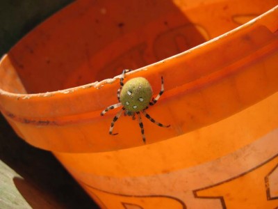 Fetteste Spinne auf Eimer_1393.jpg