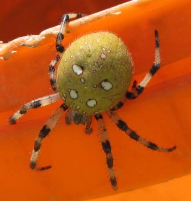 Fetteste Spinne_1393.jpg