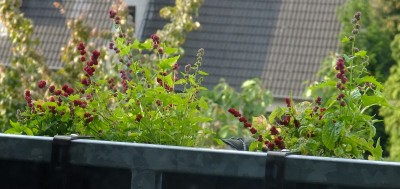 spinatbeeren.jpg