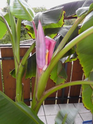 S1050001.JPG