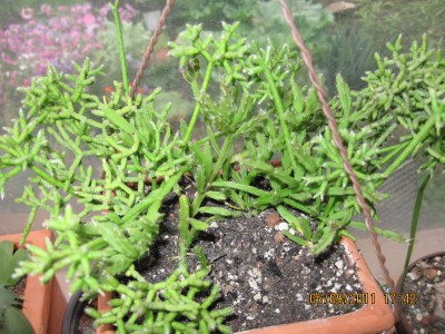 Rhipsalis ewaldiana.jpg