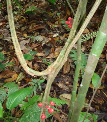 50. Unbekannter Ranker, DSC08654.JPG