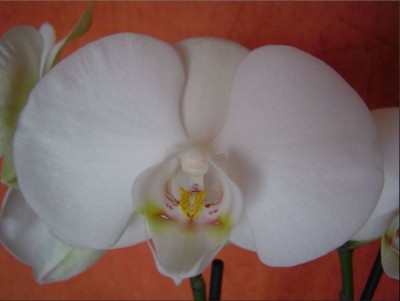 Orchidee.JPG