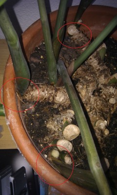 IMAG0342b.jpg