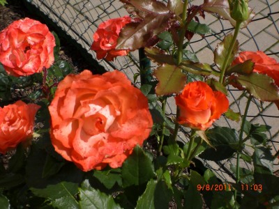 welche Rose4.jpg