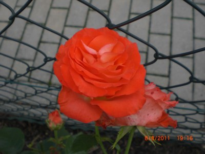 welche Rose3.jpg