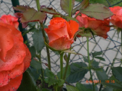 welche Rose2.jpg
