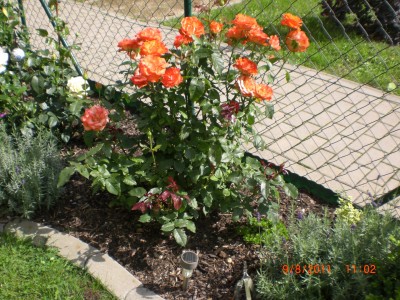 welche Rose1.jpg