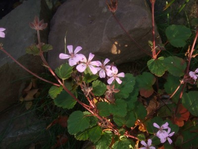 k-DSCF0033.JPG