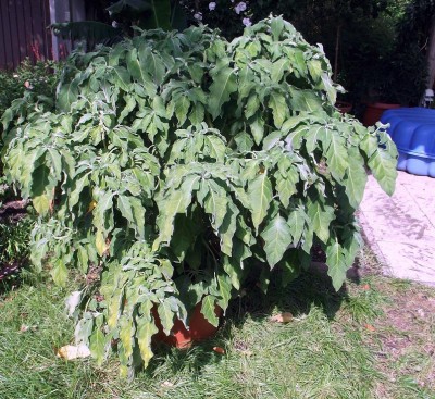 Rezept Veroneser Hähnchen 010.jpg