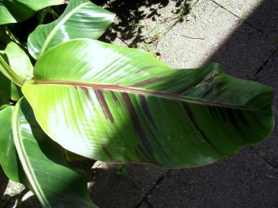 Rezept Veroneser Hähnchen 019.jpg