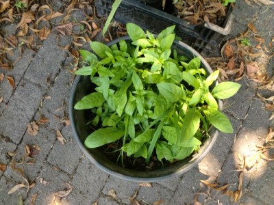 7 Schatten (2).jpg