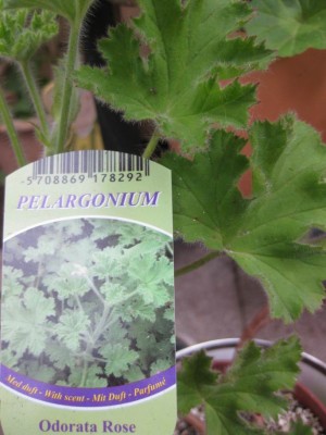 Größenänderung IMG_3377.JPG