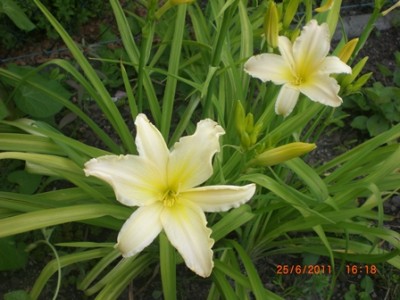taglilie creme.jpg