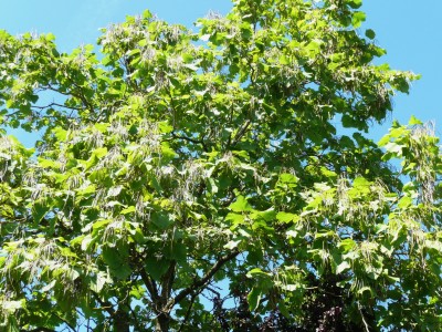 2011-09-06 14-38-50 - 0141a.jpg