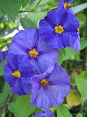 Kartoffelblume.PNG