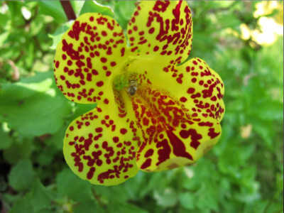 Gauklerblume.PNG
