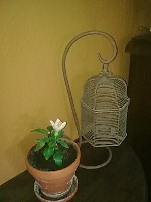 ..miniatur Blüte......JPG