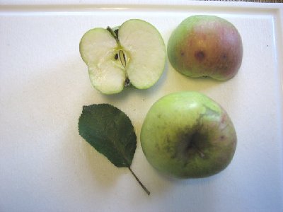 Kamerabilder Canon 2006 215 unbekannter Apfel03.jpg