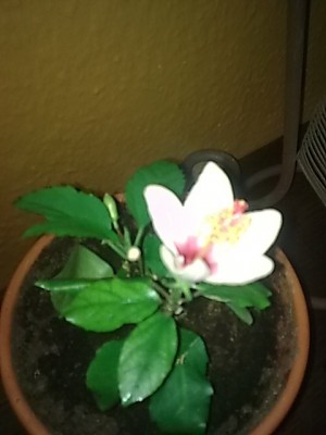 ..miniatur Blüte.JPG