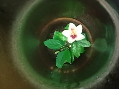 ..miniatur Blüte....JPG