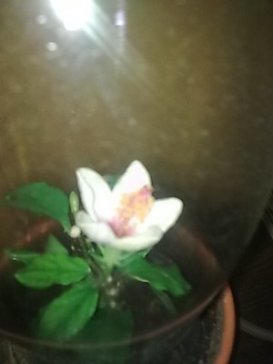 ..miniatur Blüte...JPG