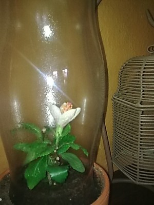 ..miniatur Blüte.JPG