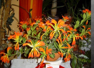 Blumen.jpg