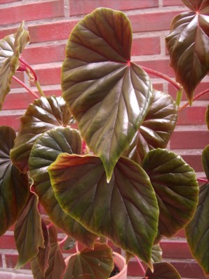 PICT0951.JPG