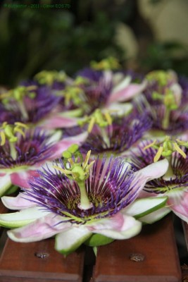 belogreen24.jpg