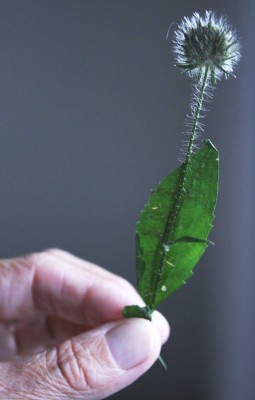 IMG_6268.JPG