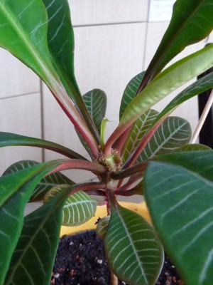 043 - Kopie (480x640).jpg