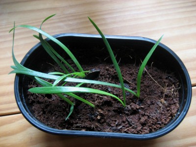 Amaryllis Lemon Star.jpg