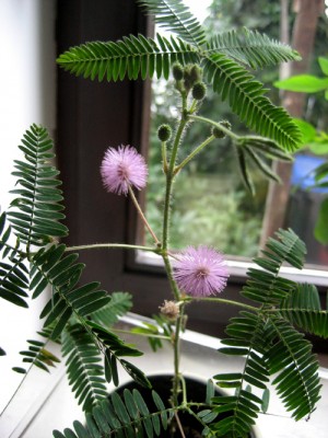 Mimosa pudica.jpg