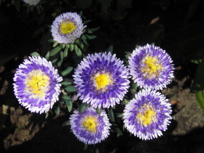 14.08.2007 callistephus chinensis.jpg