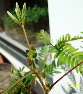 Mimose.JPG