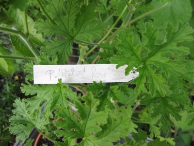 Größenänderung IMG_3380.JPG