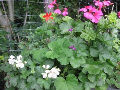 Größenänderung IMG_3400.JPG