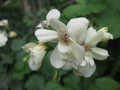 Größenänderung IMG_3401.JPG