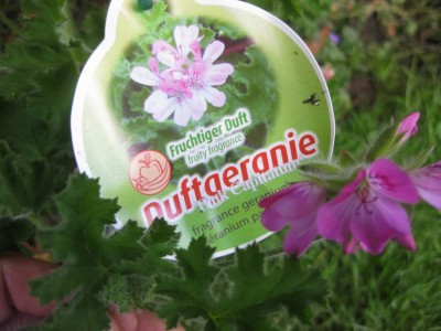 Größenänderung IMG_3382.JPG