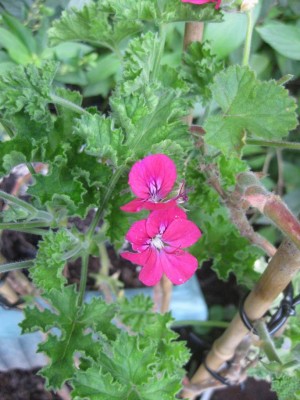 Größenänderung IMG_3381.JPG