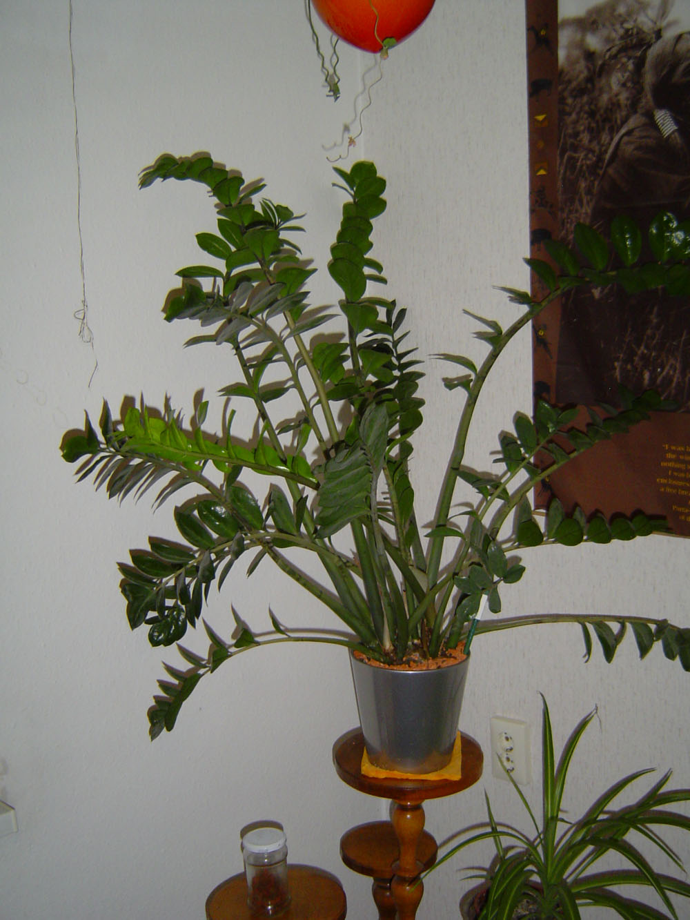 Zamioculcas Knolle/Zwiebel  Pflegen & Schneiden & Veredeln  GREEN24  Pflanzen & Garten Forum