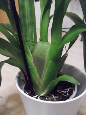 Flecken auf Bulbe.jpg