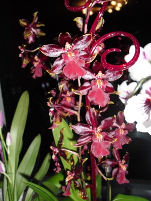 Orchi.jpg