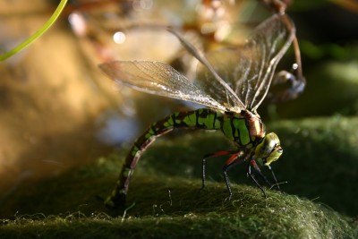 IMG_8814.JPG