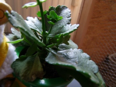 DSCF8662.JPG