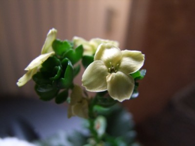 DSCF8661.JPG