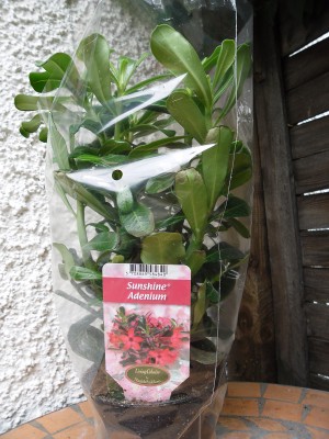 Sunshine-Adenium_1.jpg