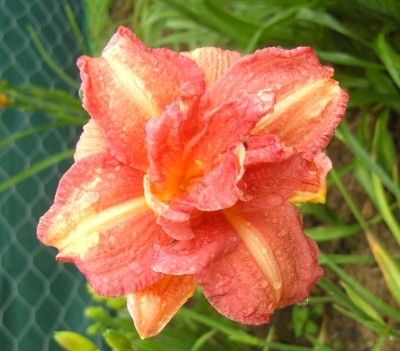 Double Glamour im Regen.jpg