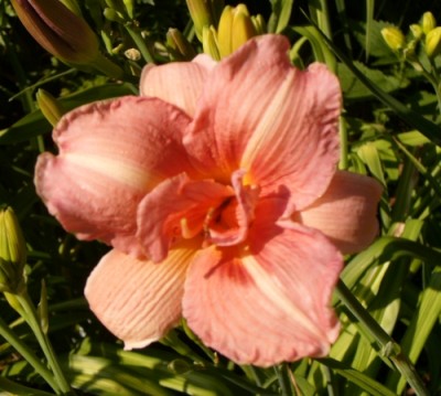 Double Glamour447.JPG